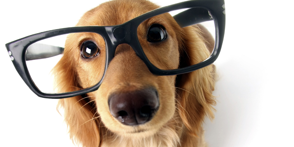 Achados e perdidos virtuais do mundo pet